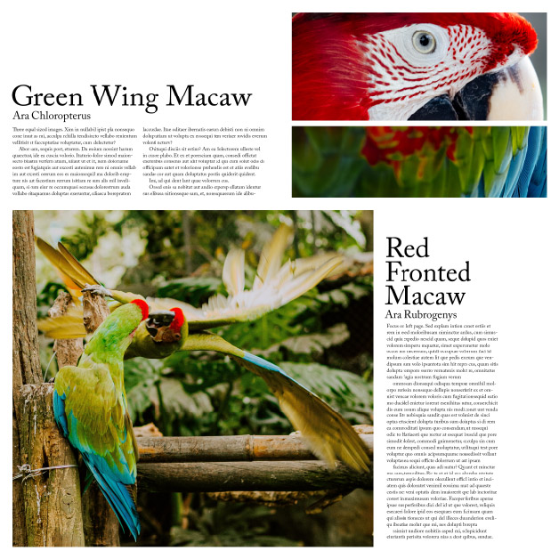 Parrot Magazine Layout