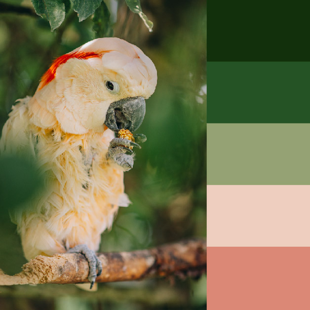 Image Based Color Palettes