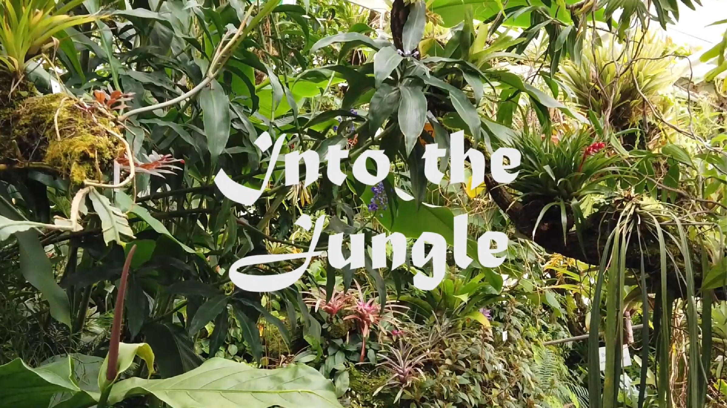 Into the Jungle Show Package