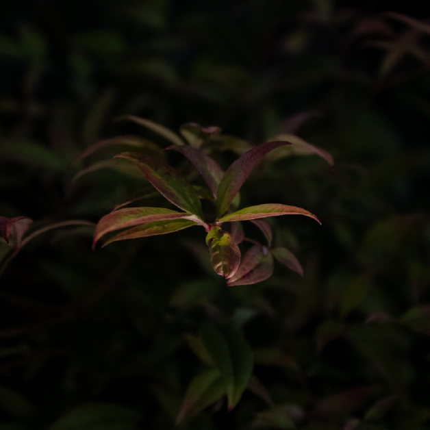 Nature Photography